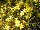 Jasminum nudiflorum (2014, March 17)