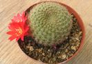 Rebutia albopectinata    Rausch 1972