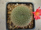 Rebutia albopectinata   Rausch 1972