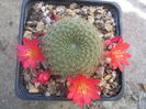 Rebutia albopectinata  Rausch 1972