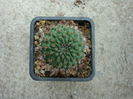 Rebutia cajasensis     F. Ritter 1977