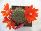 Rebutia cajasensis   F.Ritter 1977