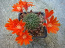 Rebutia cajasensis F.Ritter 1977