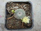 Rebutia cv. 'Snow White'