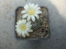 Rebutia cv. 'Snow White'