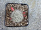 Rebutia krainziana  Kesselr.1948.