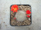 Rebutia krainziana Kesselr.1948.