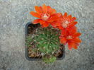 Rebutia kupperiana  Boed.1932