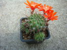 Rebutia kupperiana Boed.1932