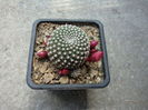 Rebutia marsoneri 'krainziana'