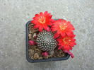 Rebutia marsoneri 'krainziana'