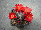 Rebutia marsoneri 'krainziana'