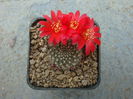 Rebutia marsoneri Werderm. 1937.