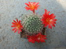 Rebutia senilis Backeb.1932