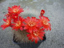 Rebutia senilis var. breviseta   Backeb. 1935