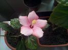 cairo pink