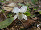 0317 Sweet White Violet (2014, March 17)01
