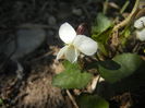 Sweet White Violet (2014, March 19)