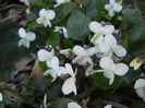 Sweet White Violet (2014, March 20)