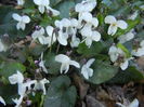 Sweet White Violet (2014, March 22)