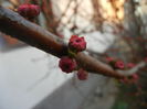 Prunus triloba (2014, March 21)