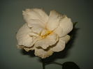 DSC09984