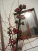 Prunus triloba (2014, March 24)