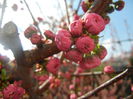 Prunus triloba (2014, March 27)