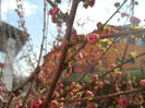 Prunus triloba (2014, March 27)