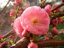 Prunus triloba (2014, March 29)