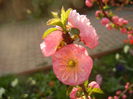 Prunus triloba (2014, March 29)