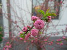 Prunus triloba (2014, March 29)