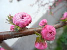 Prunus triloba (2014, March 29)