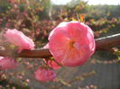 Prunus triloba (2014, March 30)
