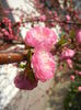 Prunus triloba (2014, March 30)