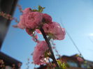 Prunus triloba (2014, March 30)
