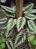 cissus discolor