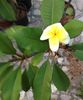 Plumeria 1