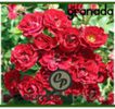 catalog-trandafiri-granada