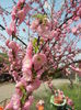Prunus triloba (2014, April 01)
