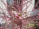Prunus triloba (2014, April 01)