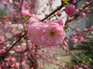 Prunus triloba (2014, April 01)