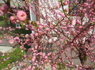 Prunus triloba (2014, April 01)