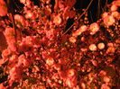 Prunus triloba (2014, April 01)