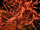 Prunus triloba (2014, April 01)