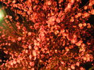 Prunus triloba (2014, April 01)