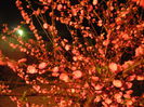 Prunus triloba (2014, April 01)