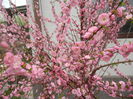 Prunus triloba (2014, April 03)