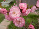 Prunus triloba (2014, April 03)
