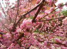 Prunus triloba (2014, April 03)